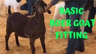 Fitting Boer Goats For A Show