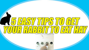 5 EASY TIPS TO GET YOUR RABBIT TO EAT HAY!