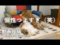 17日ぶりの散歩!動画投稿ラスト5本ぐらいかな…