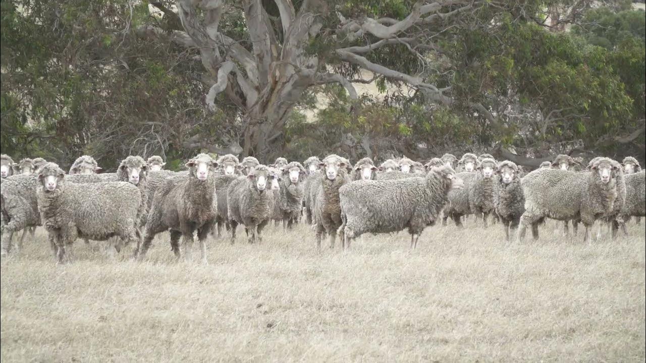 14 East West Two Highway Farm For Sale Kangaroo Island YouTube