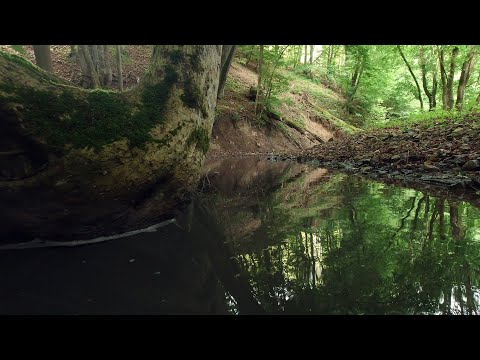 Videó: Mi az a szubarktikus erdő?