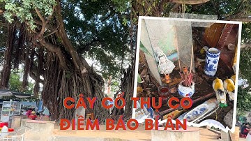 Cây kỳ lạ nghìn năm tuổi có khả năng dự báo thời tiết, biết trước nắng mưa, ai chặt sẽ bị bệnh...!