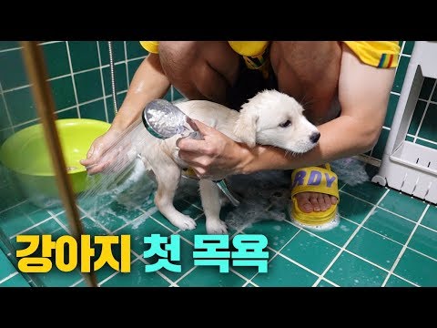 Baby Puppy&rsquo;s First Time Taking a Shower!!!