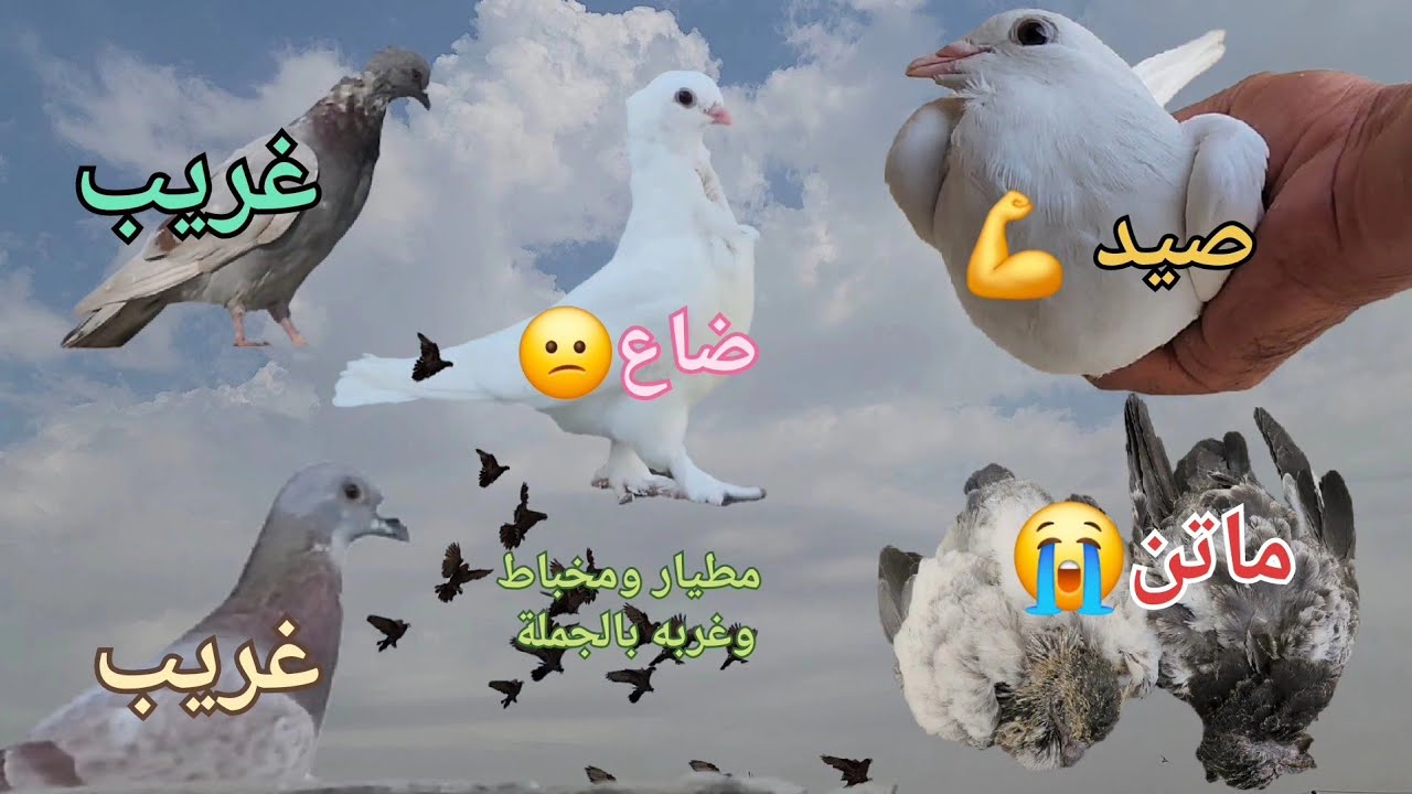 صيد 💪ضياع 😡غربه حطن😔مخباط ☝️مطيار 👏موت😭كل شي وكلاشي بيه