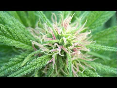 Thumbnail of John Trudell - Grassfire