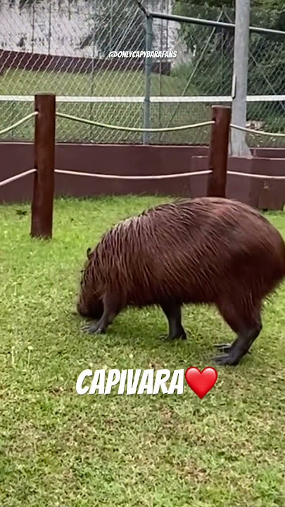 capivara #animaisengraçados #capybara #brasil #tiktok #br #cute