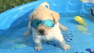 Funniest Puppies Play With Water In Stupid Ways ★ Funny Dogs Video