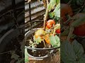 Quick update on the tomato plants this morning #chicken #tomato #garden #viral #shorts #jesus