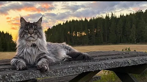 Watch the video about Brock The Maine Coon sänder live!