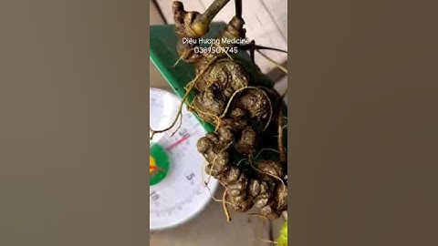 1 củ sâm già 330g . sâm Ngọc Linh già