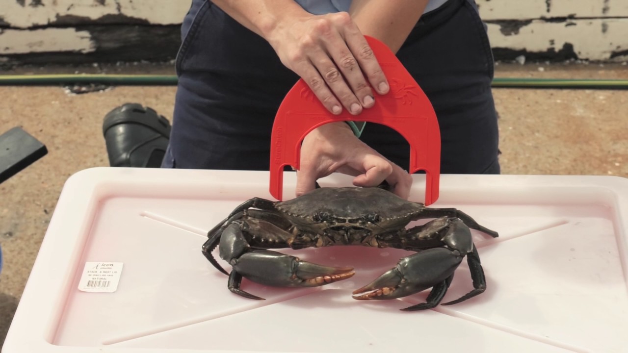 Crab Size Chart Nj