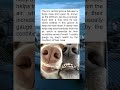 The Tiny Groove on Your Dog’s Nose That Helps Them Smell Everything