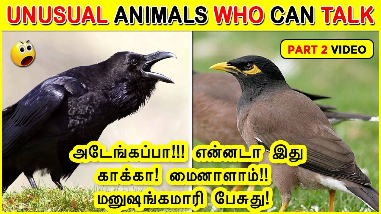 Unusual Animal Who can Talk like Humans PART 2 