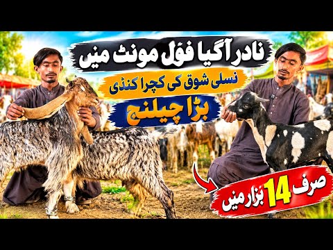 Nadir Goat Farm Visit Latest Update♥️19-Oct-2026😍Mandi Say Aadhi Qeemat Mein Challenge🔥 