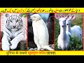 06 Most Rarest White Animals In The World | सबसे खूबसूरत सफेद जानवर | tiger facts