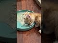 ハキミ