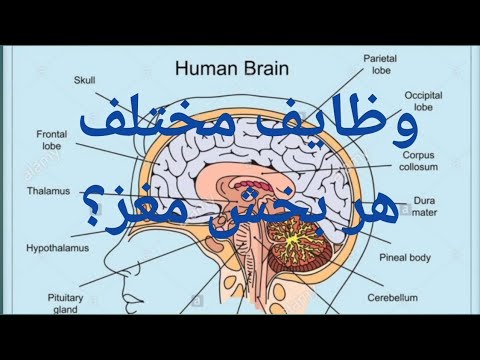 آیا میدانید مغز انسان از چه قسمت هایی تشکیل شده است