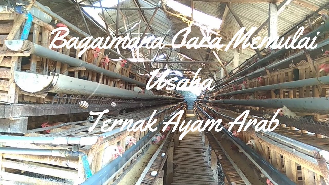 Bagaimana cara memulai usaha ternak ayam arab 
