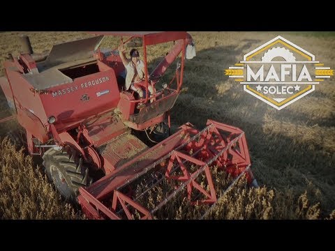 Żniwa z MST na Wesoło ☆ Massey Ferguson 86 & Ursus c360 3p ✔ MafiaSolec