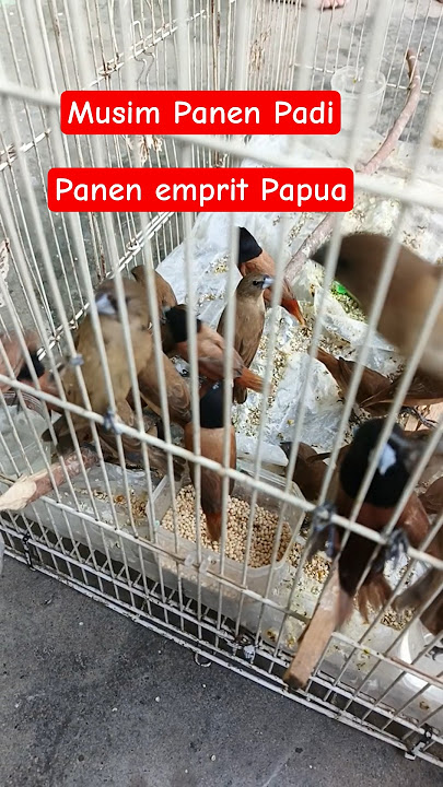 Papuan Emprit ‼️#shortyoutube #empritkaji #emprit