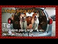 Tip: Consejos básicos para viajar en carretera con tus perros