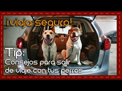 Vídeo: Cómo Planificar Un Viaje Por Carretera Con Tu Perro