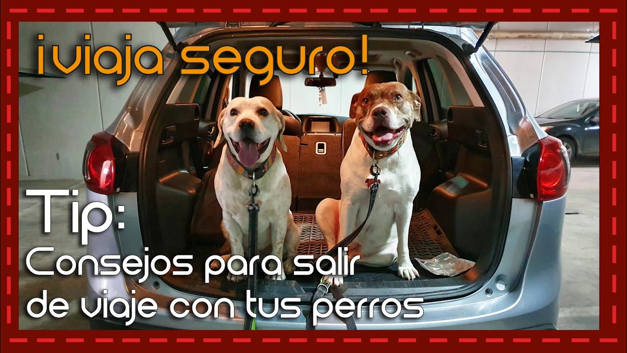 Consejos para viajar en coche con perro - Mis Mascotas - MisMascotas