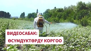 Өсүмдүктөрдү коргоо / Защита растений (видеоурок)