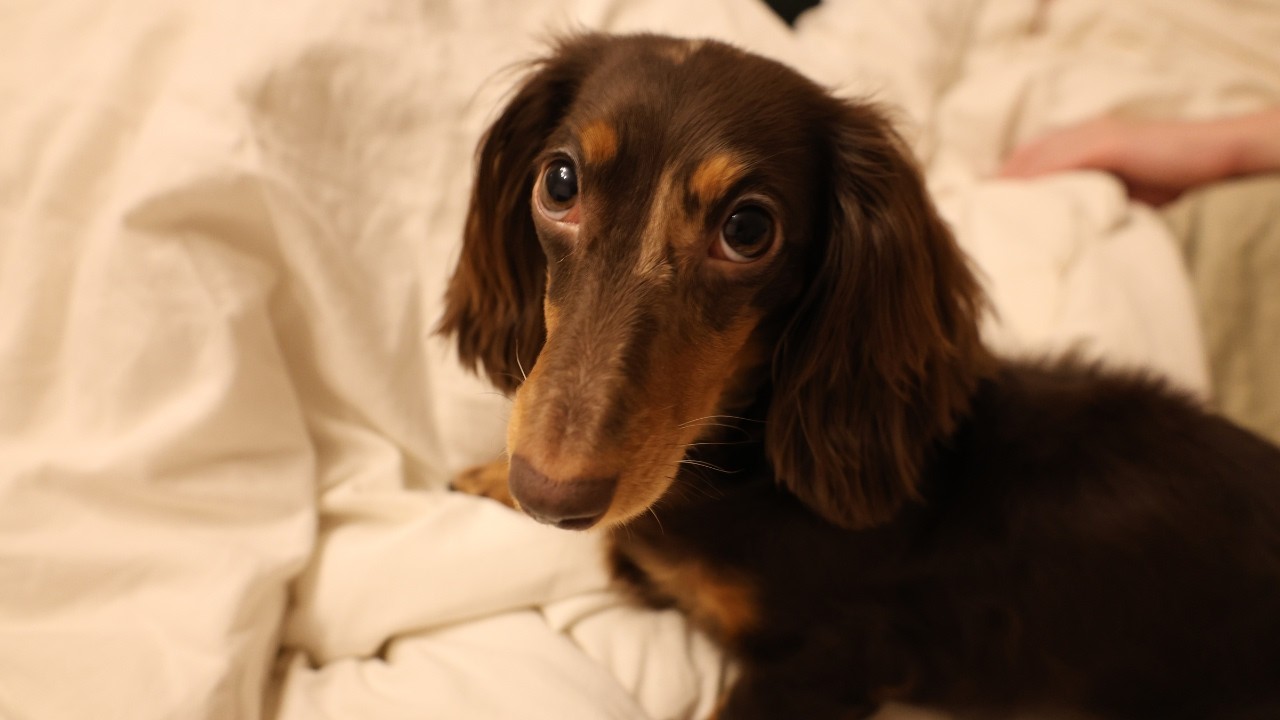 A Birthday Full of Chaos