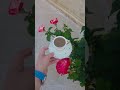 غرقت في بحر عينيك قهوتي مزاجي وردات الجنينة Flower قهوتي 