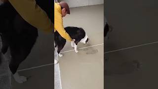 This Dog’s Paws Turned a Simple House Into a Heartwarming Home 🐾❤️ #animals #viral #dog #shorts