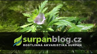 Flower of Limnophila sessiliflora | SURPAN.cz