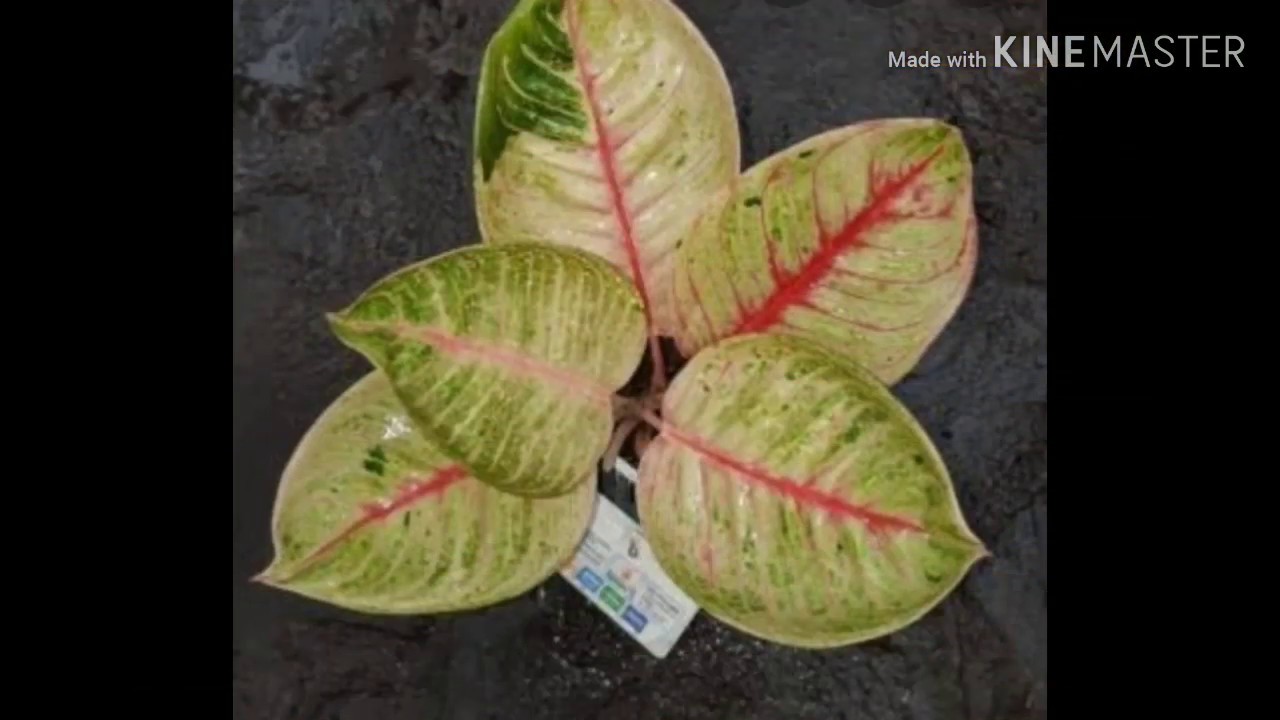 5 jenis tanaman aglonema 