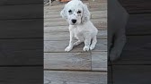 Chiots Setter Anglais Youtube Chiots Setter Anglais Youtube