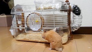 手がはさまって抜けなくなった結果…?おもしろ可愛いハムスターA Hamster Whose Hands Are Gathered And Can Not Come Off 手がはさまって抜けなくなった結果…?おもしろ可愛いハムスターA Hamster Whose Hands Are Gathered And Can Not Come Off
