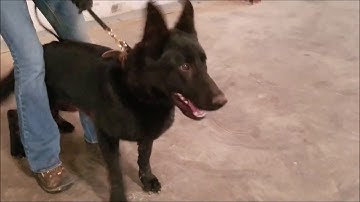 K9 William Working Odor