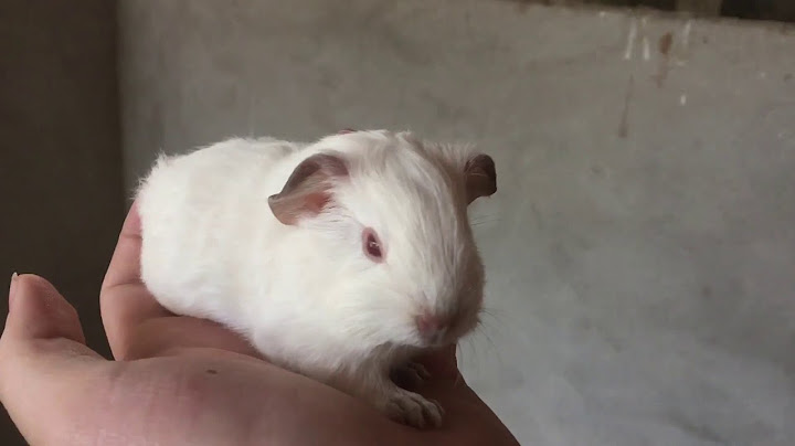 Watch the video about Guinea Pig American White short hair ( 02.2020)
