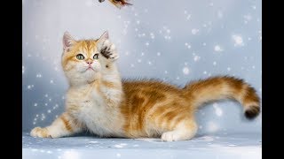 Британские котята,золотой мраморный кот.UA*Leo San Quinsy Британские котята,золотой мраморный кот.UA*Leo San Quinsy