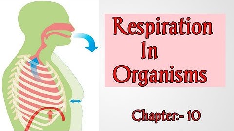 Respiration In Organisms | Why do we respire | Cellular respiration | NCERT class 7 Science |