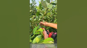 Prune Guava Trees #smartfarming #gardeningtips #plants