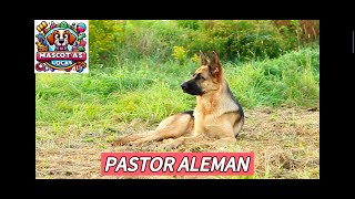 INFORMACION SOBRE EL PASTOR ALEMAN, años de vida y posibles enfermedades 🐕