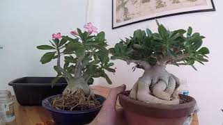 : je coupe le caudex de mon adenium PARTIE 2