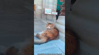 Beyazıt Camii'nin Prensesi Bana Göz Kırptı... 🐈🕌 / The Princess of Beyazıt Mosque Winked at Me... ✨