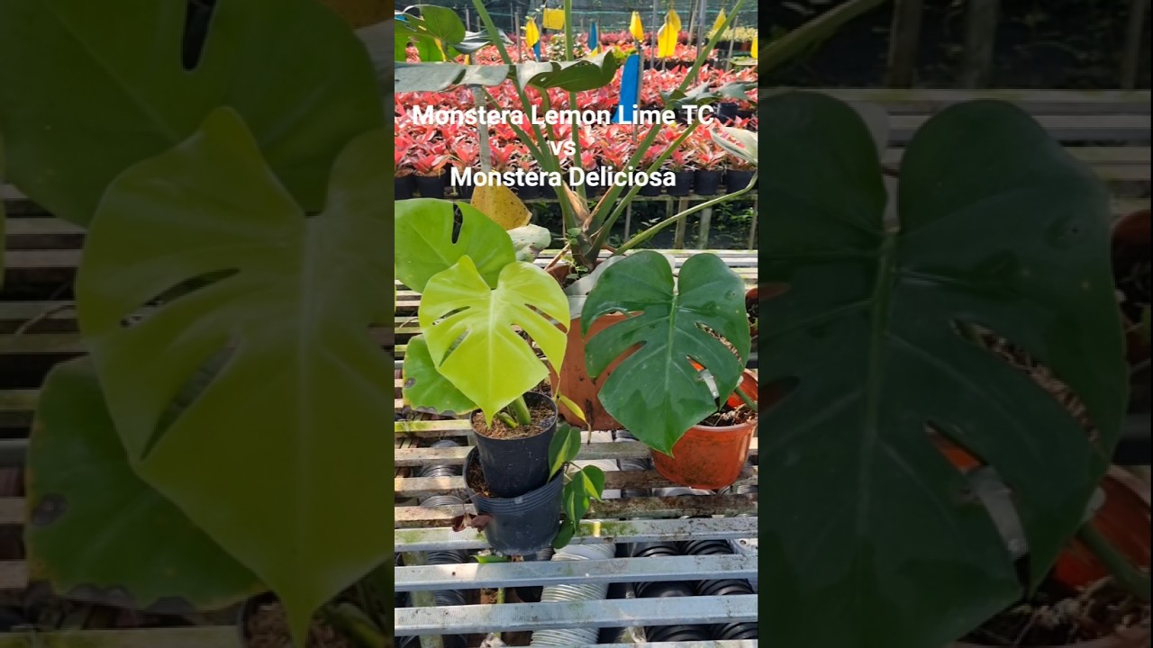 Rare Plant | Monstera Lemon Lime TC vs. Monstera Deliciosa - YouTube
