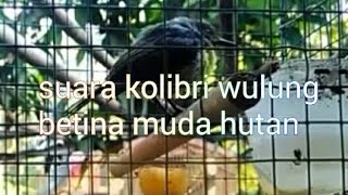 Download Lagu Suara kolibri wulung betina muda hutan gacor hasil tangkapan stelah 3 hari MP3 Download Lagu Suara kolibri wulung betina muda hutan gacor hasil tangkapan stelah 3 hari MP3