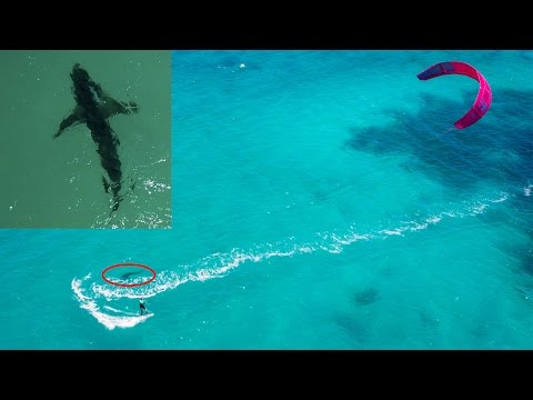 Video: Zakaj Kite In Delfine Sperejo Na Kopno - Alternativni Pogled
