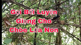 Tiếng Chòe Lửa Mồi Hót Gọi Bổi - Luyện Giọng Cho Chòe Lửa Non