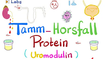 Tamm-Horsfall Protein (Uromodulin) - Urine casts - Kidney function tests - Labs