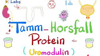 Tamm-Horsfall Protein (Uromodulin) - Urine casts - Kidney function tests - Labs