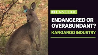 The highly divisive kangaroo industry | Landline | ABC News